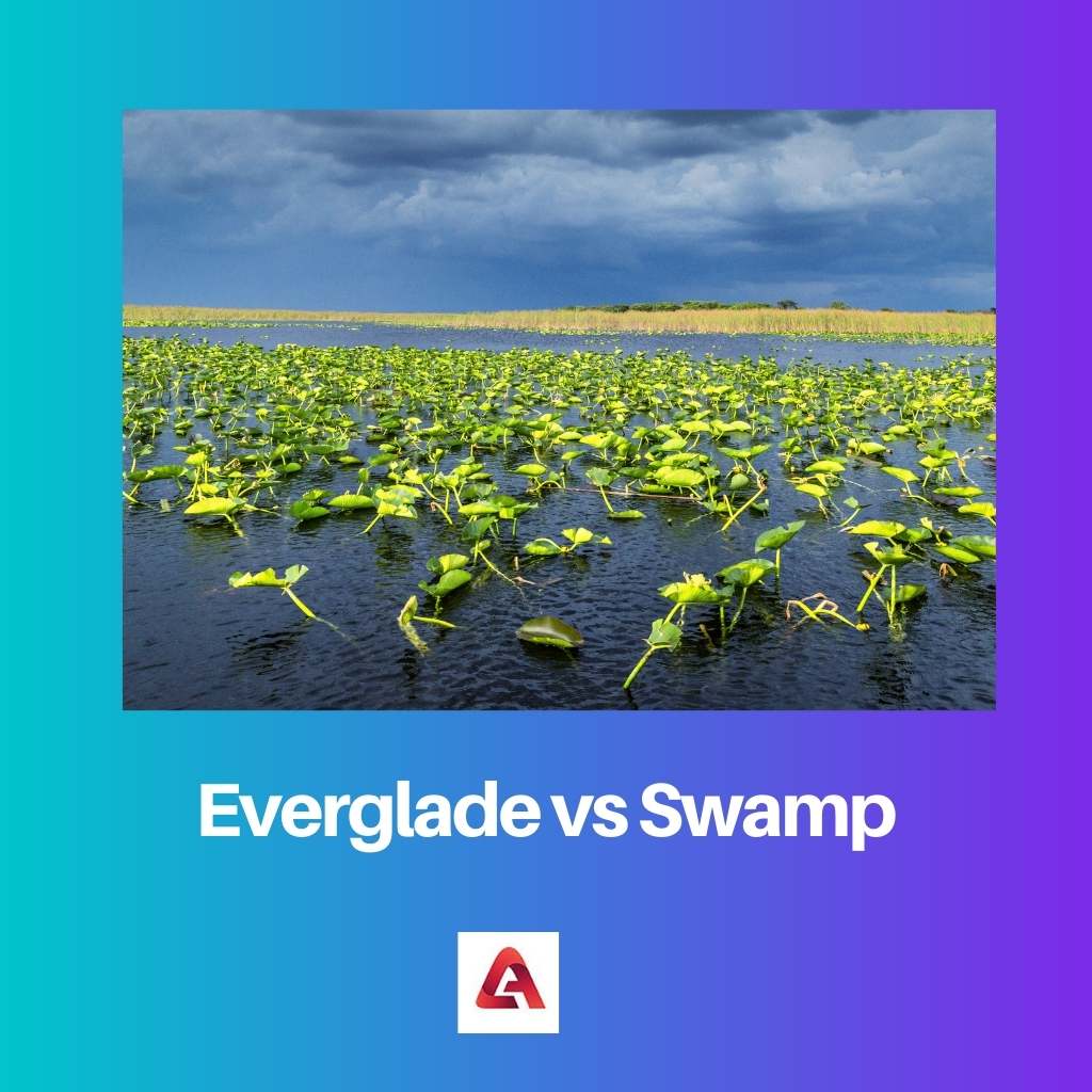 Everglade x Pântano