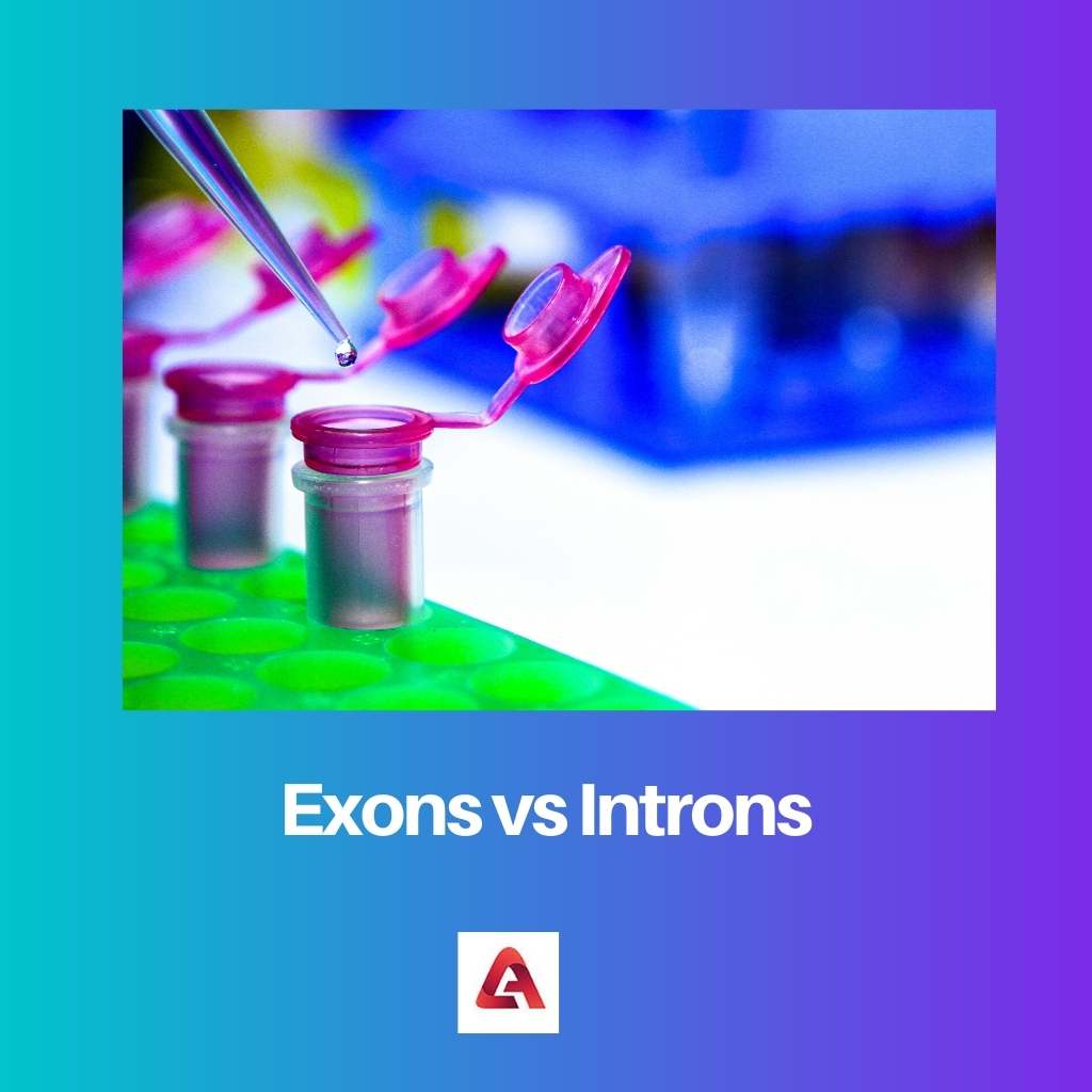 Ekson vs Intron