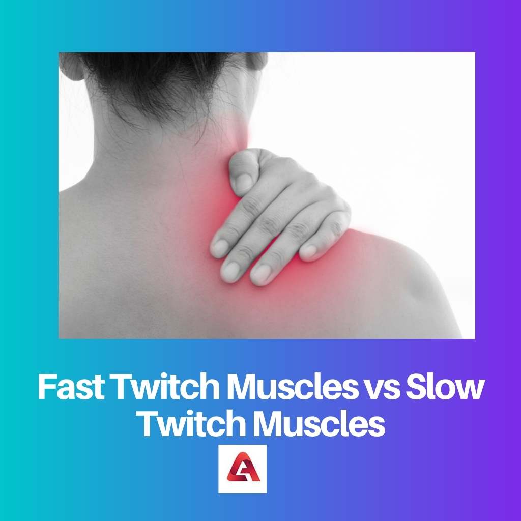 Schnell zuckende Muskeln vs. langsam zuckende Muskeln