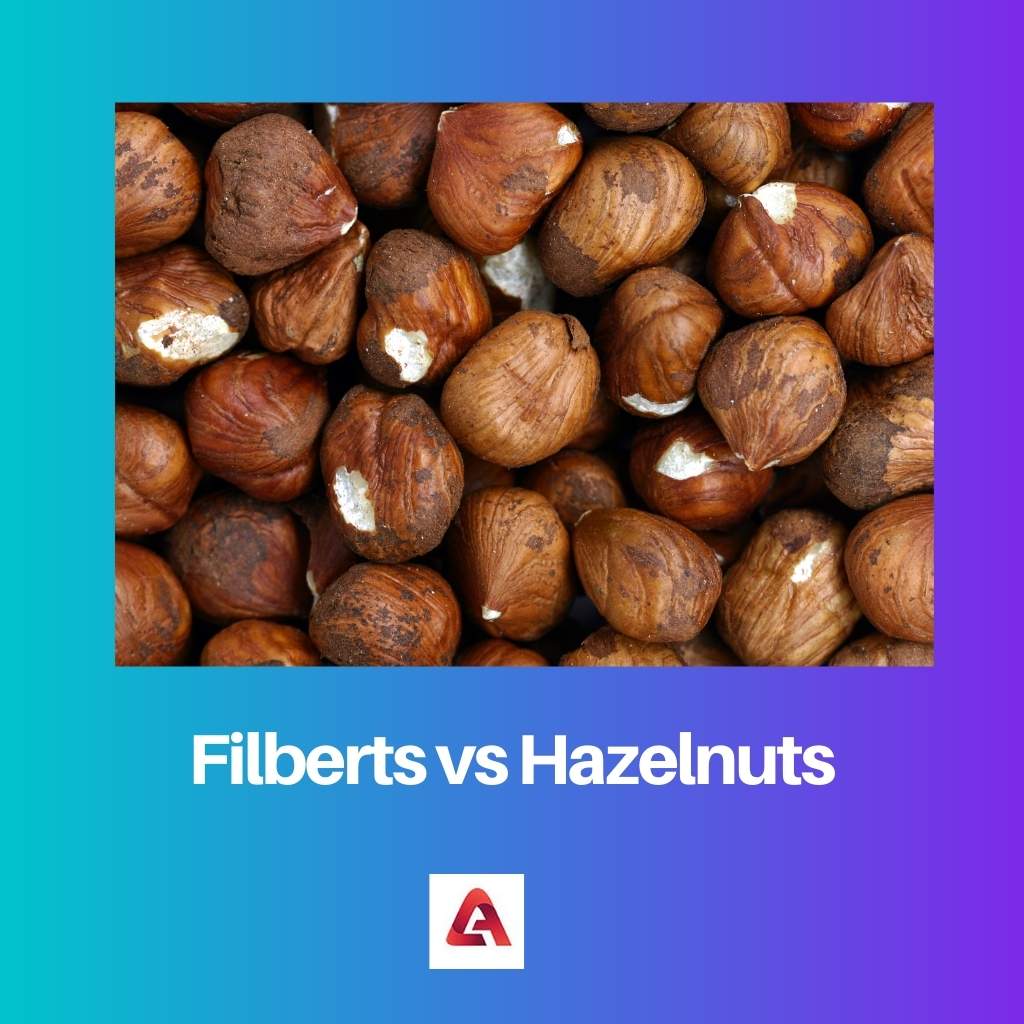 Filberts vs البندق