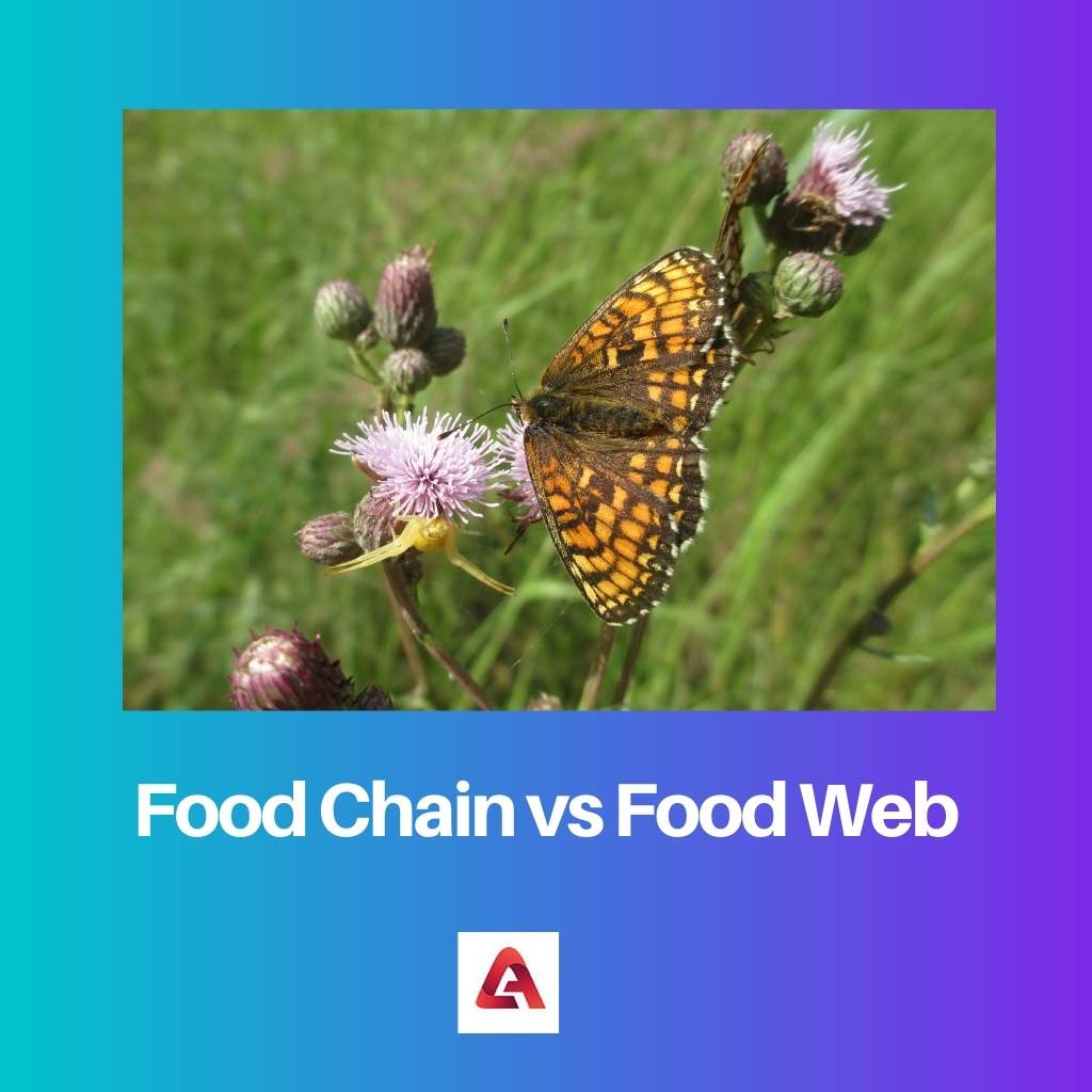 Potravinový řetězec vs potravinový web