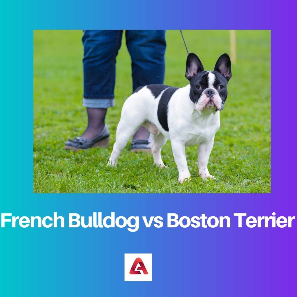 Bouledogue français contre Boston Terrier
