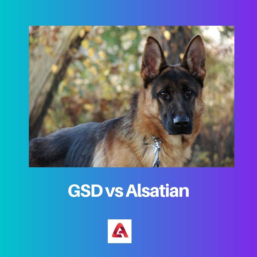 GSD vs Alsaciano