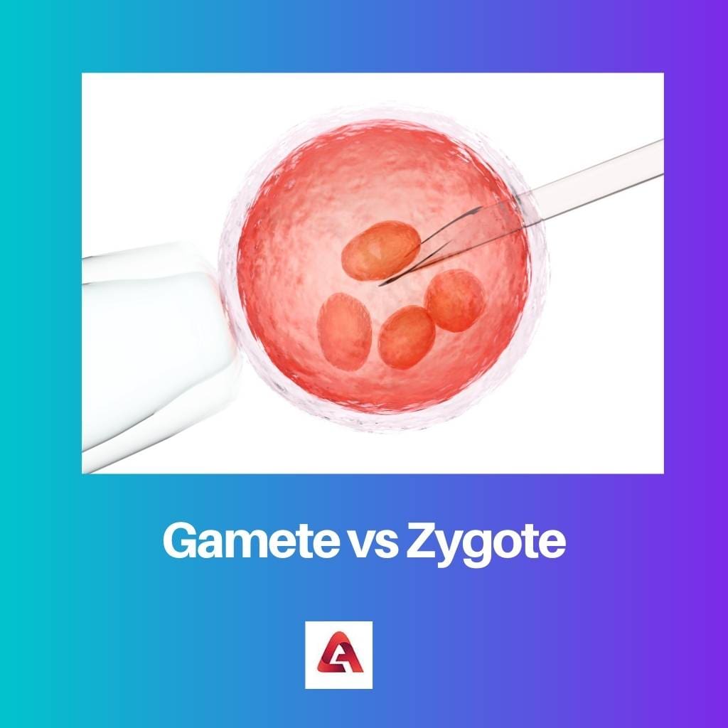 Gamète vs Zygote