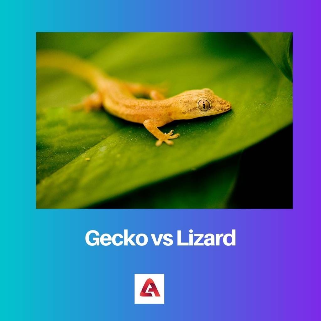 Gecko protiv guštera