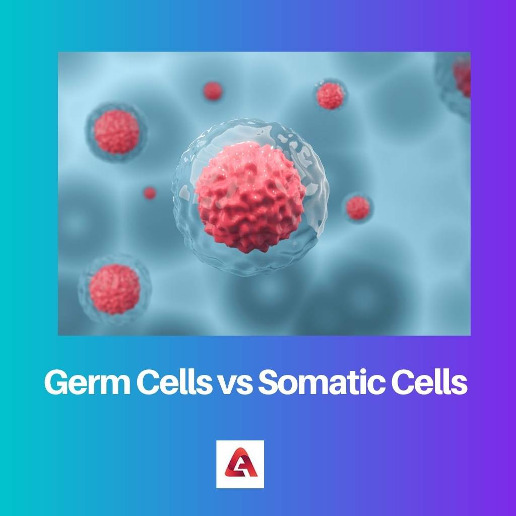 Cellules germinales vs cellules somatiques