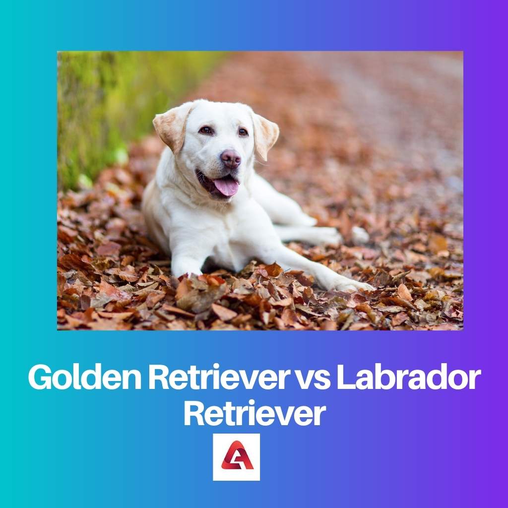 Chó tha mồi vàng vs Chó tha mồi Labrador