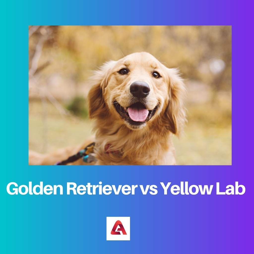 Golden Retriever vs Yellow Lab