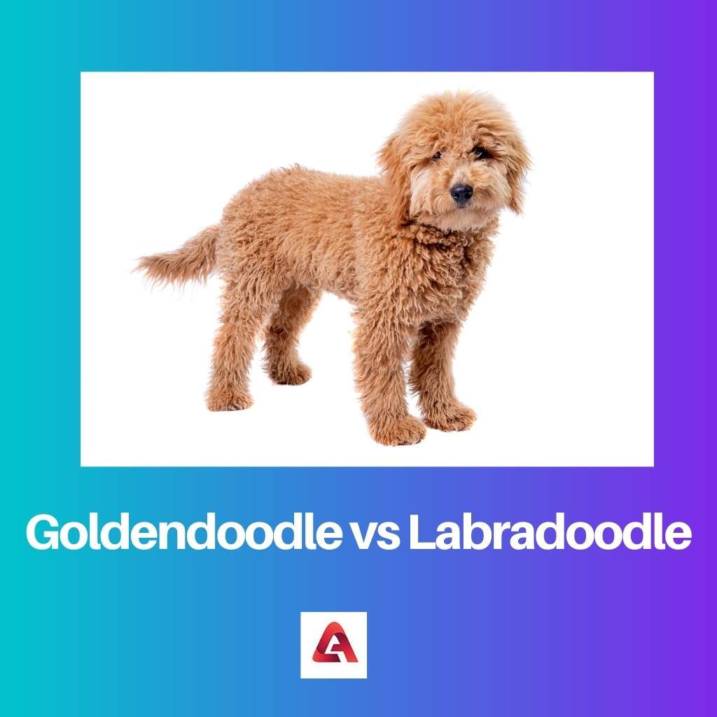 Goldendoodle versus Labradoodle