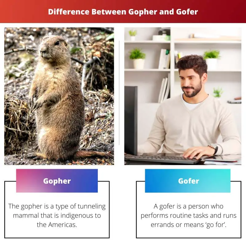 Gopher vs Gofer - ความแตกต่างระหว่าง Gopher และ Gofer