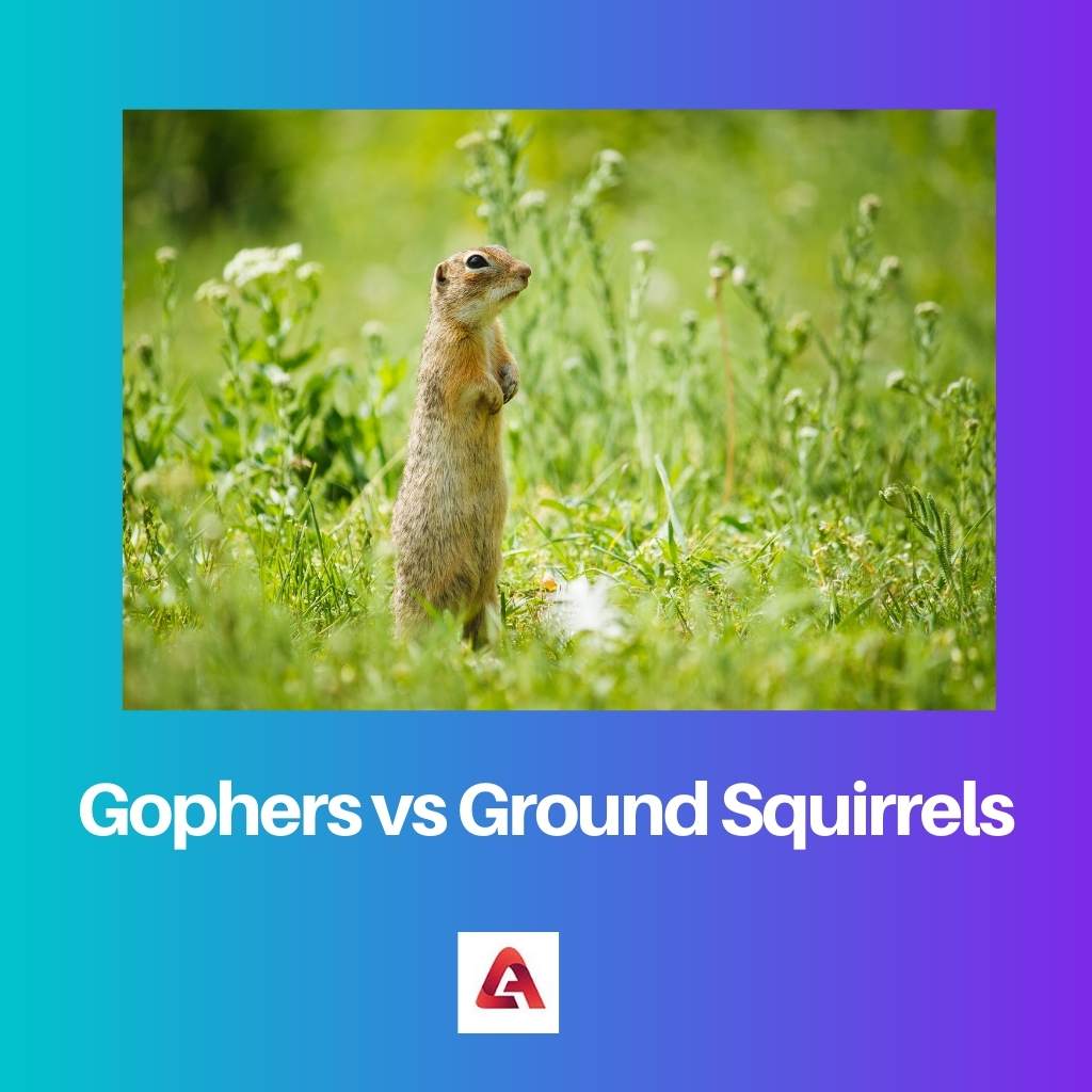 Gophers vs écureuils terrestres