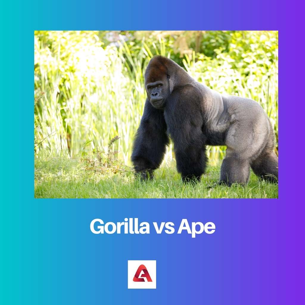 Gorilla gegen Affe
