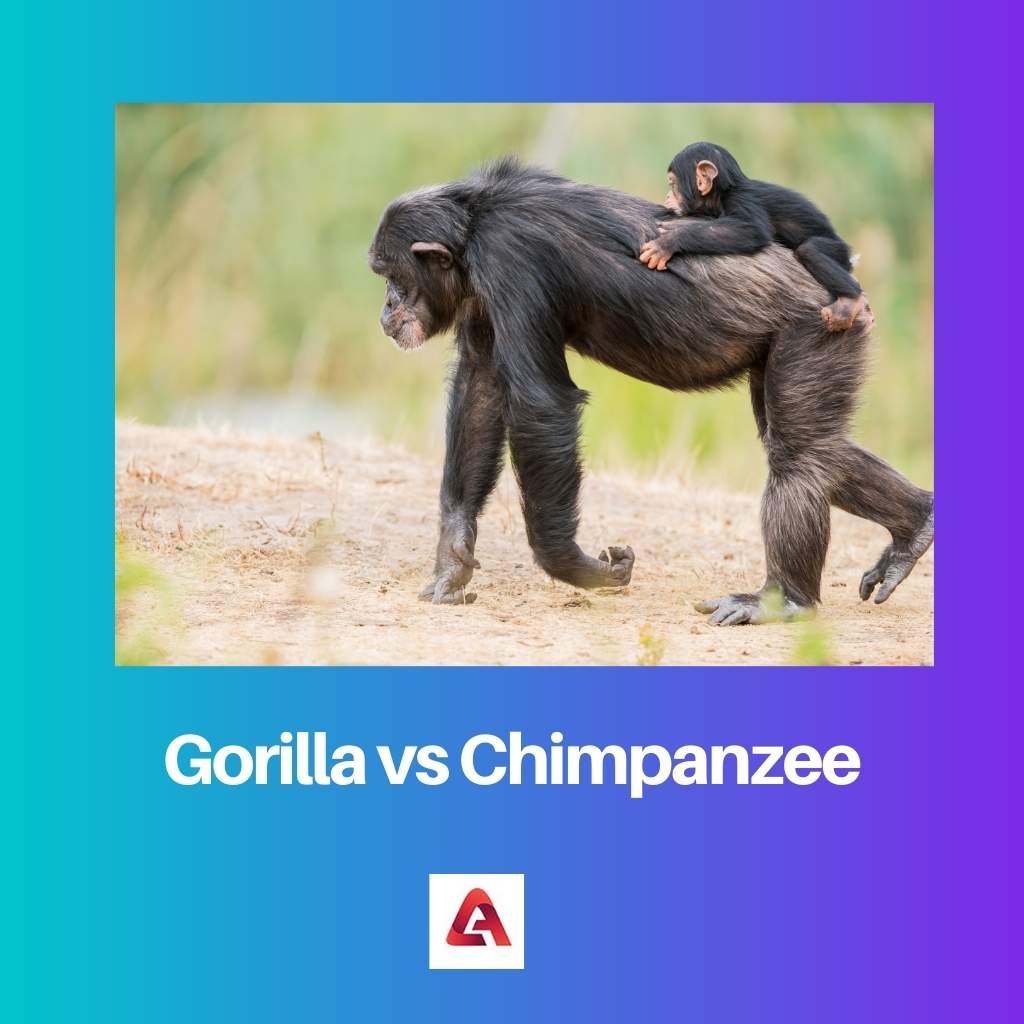 Gorilla vs Chimpanzee