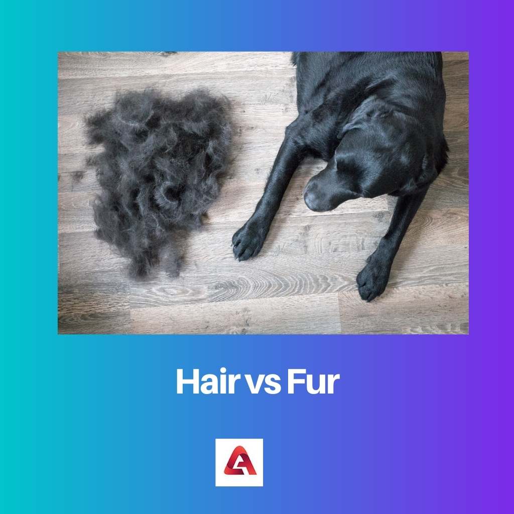 Rambut vs Bulu