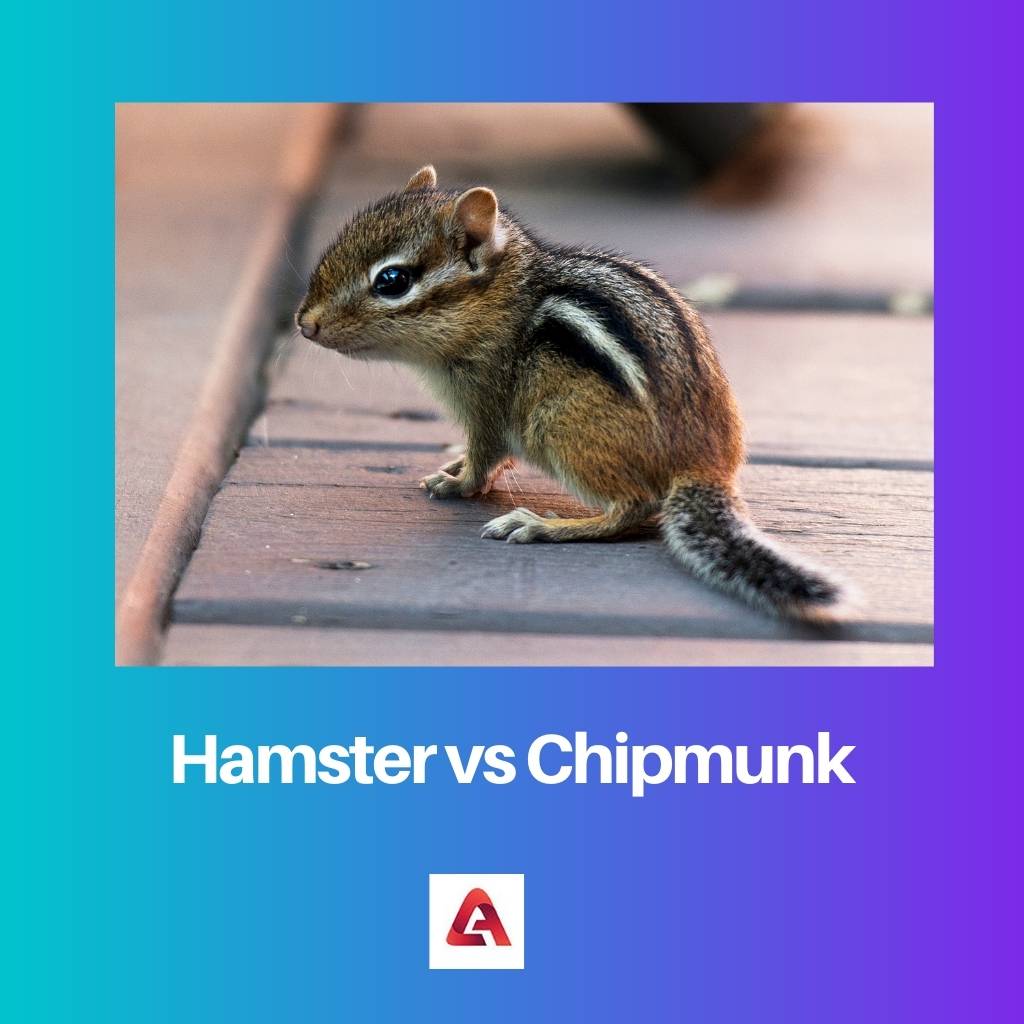 Křeček vs Chipmunk