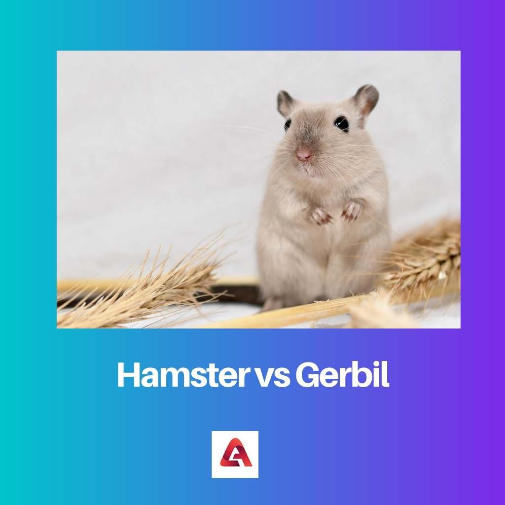 Hamster contre Gerbille