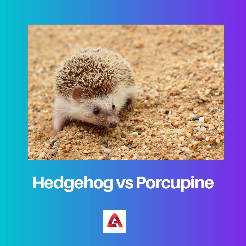 Hedgehog vs Porcupine