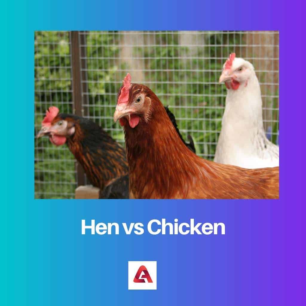 Hen Vs Chicken Difference And Comparison