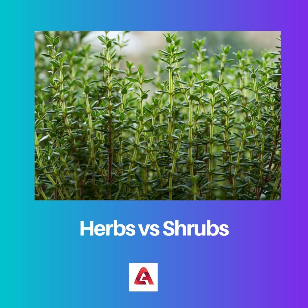 Herbs vs Shrubs