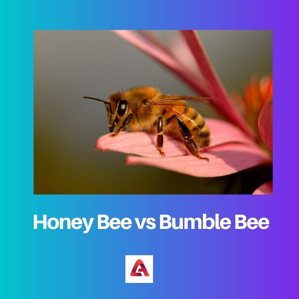 Honey Bee vs Bumble Bee