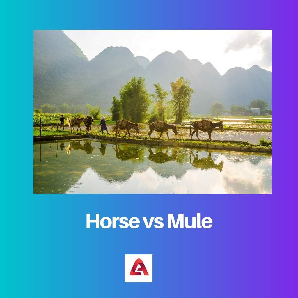 Caballo vs Mula