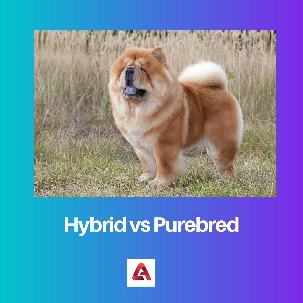 Hybridi vs puhdasrotuinen