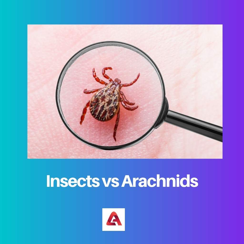 Hyönteiset vs Arachnids