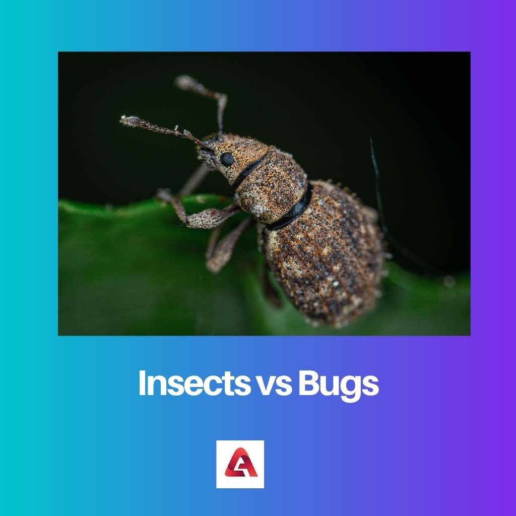 Serangga vs Serangga