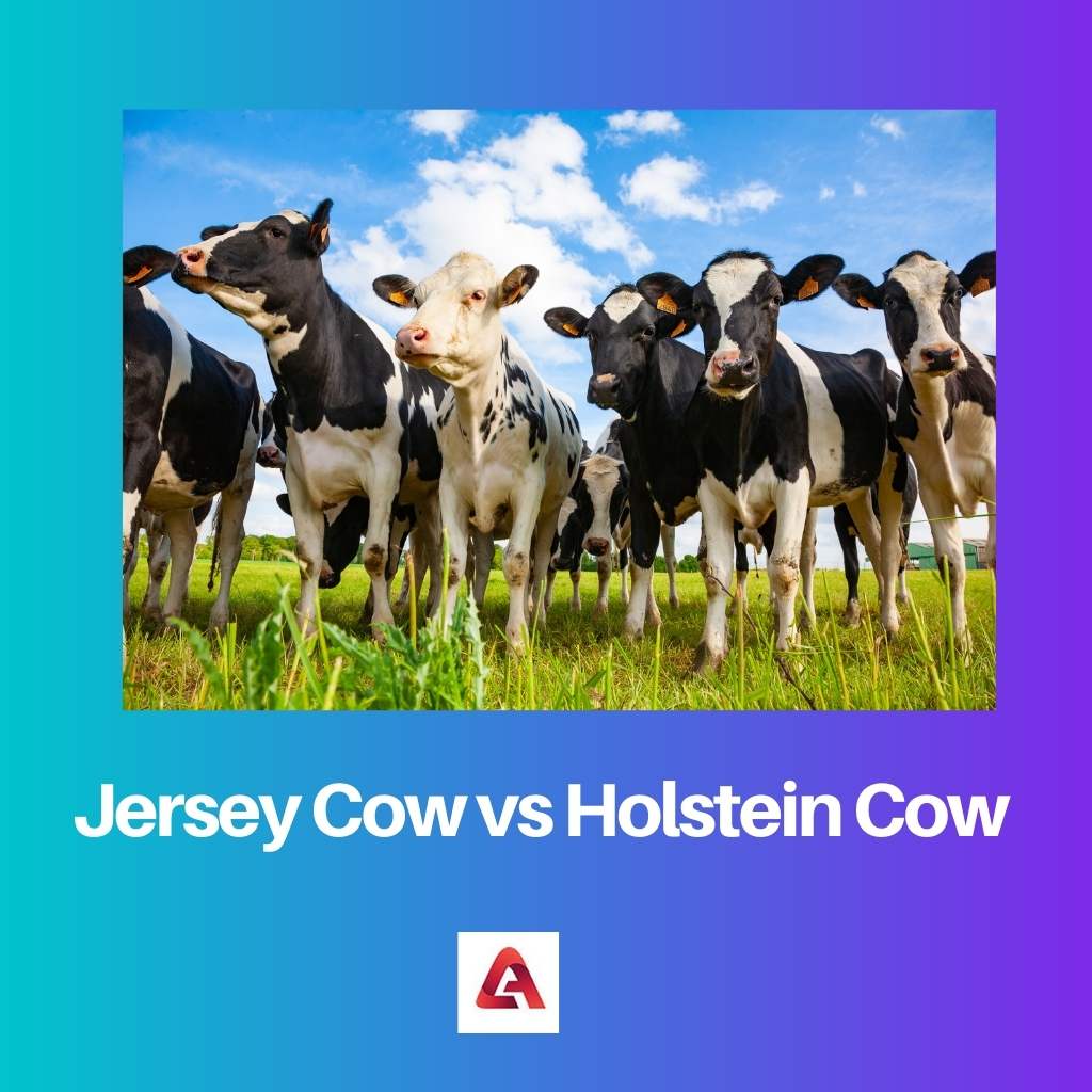 Jersey-Kuh gegen Holstein-Kuh
