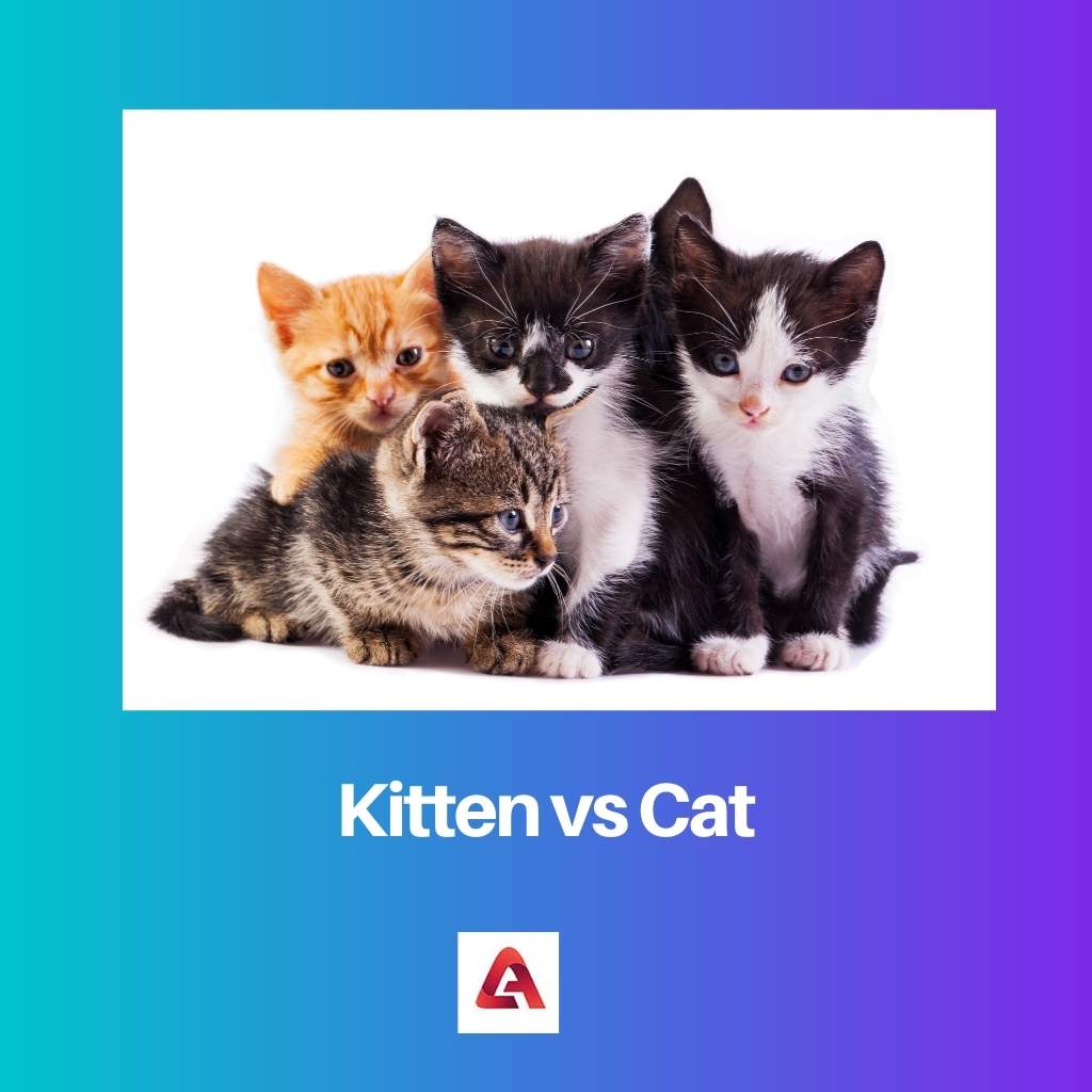 Kitten versus kat