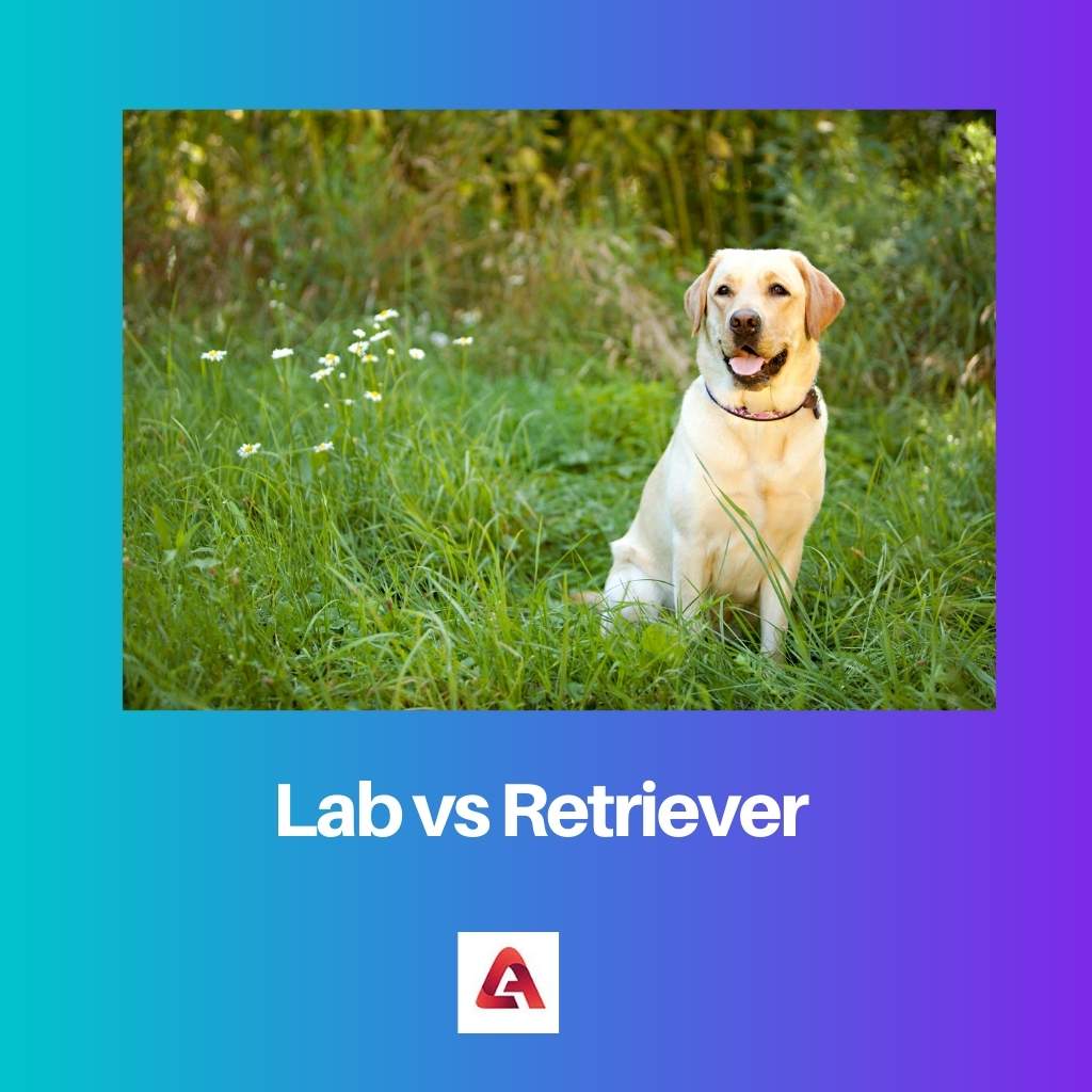 Lab versus retriever