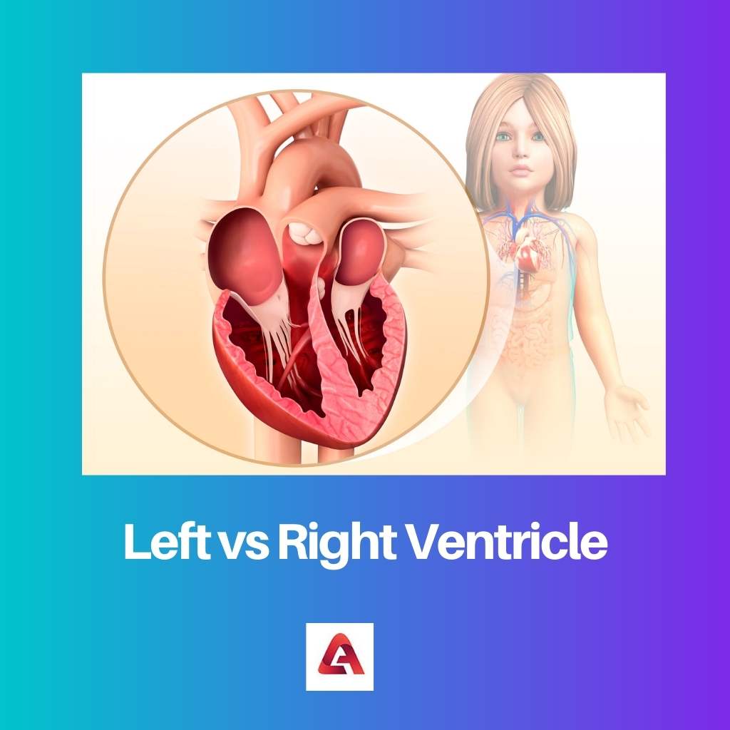 Left vs Right Ventricle