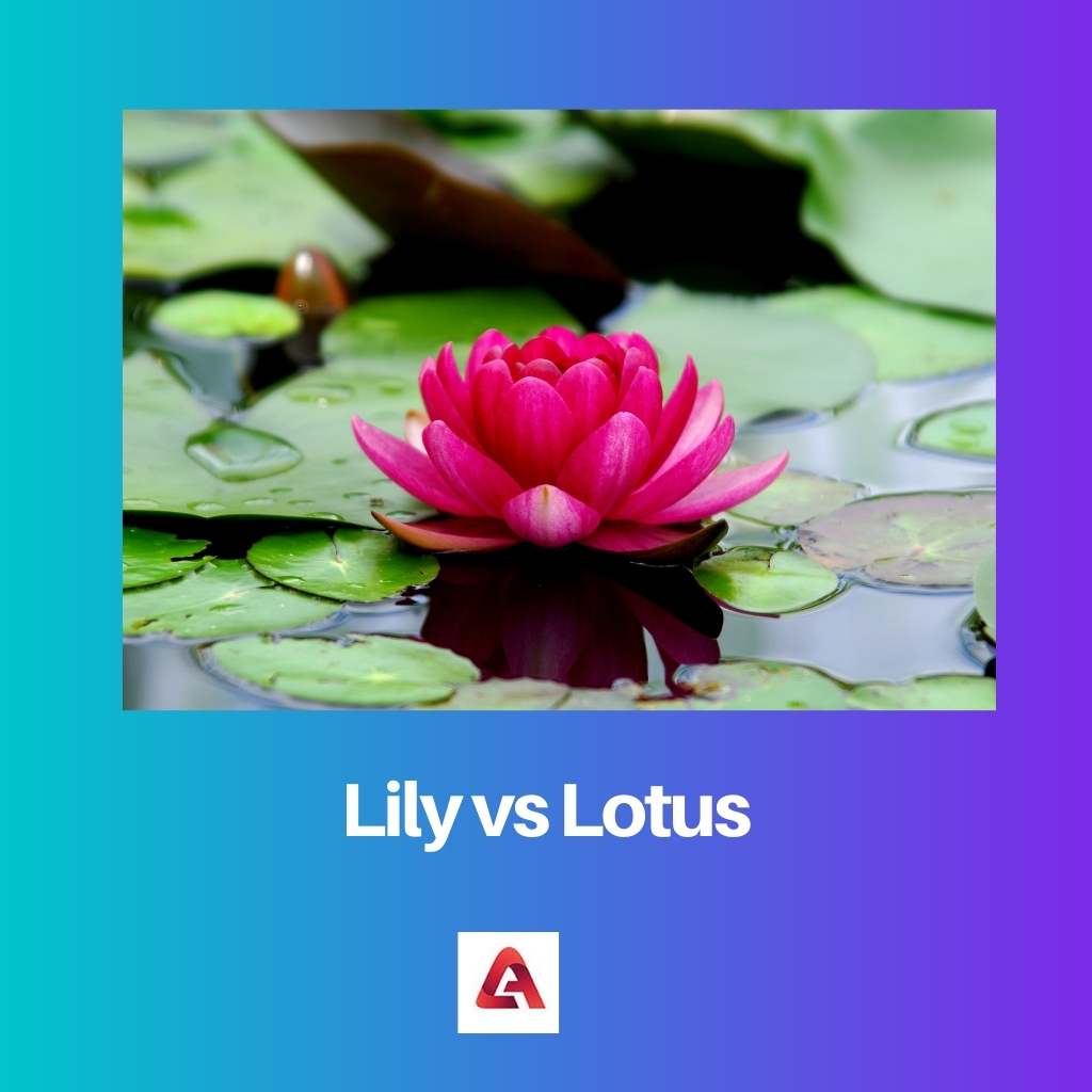 Lelie tegen Lotus