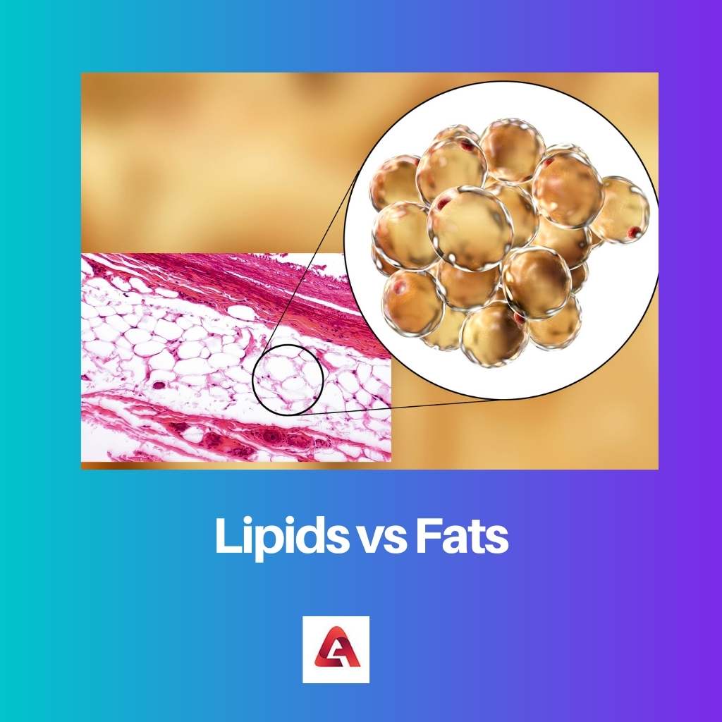Lipid so với chất béo