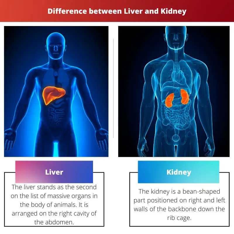 肝臓と腎臓 – すべての違い