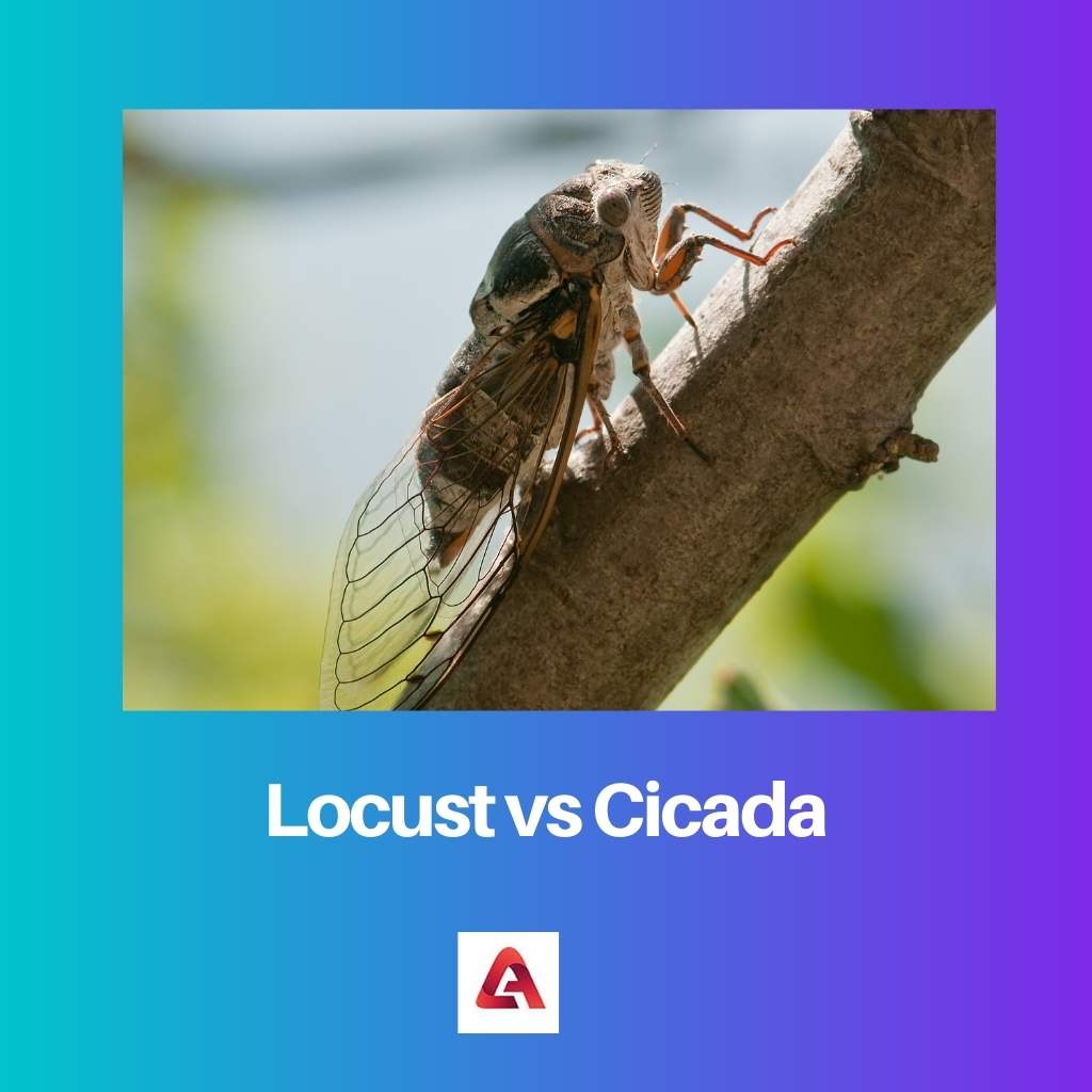 Locust versus Cicada