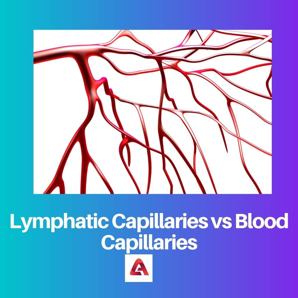 Lymfatische capillairen versus bloedcapillairen