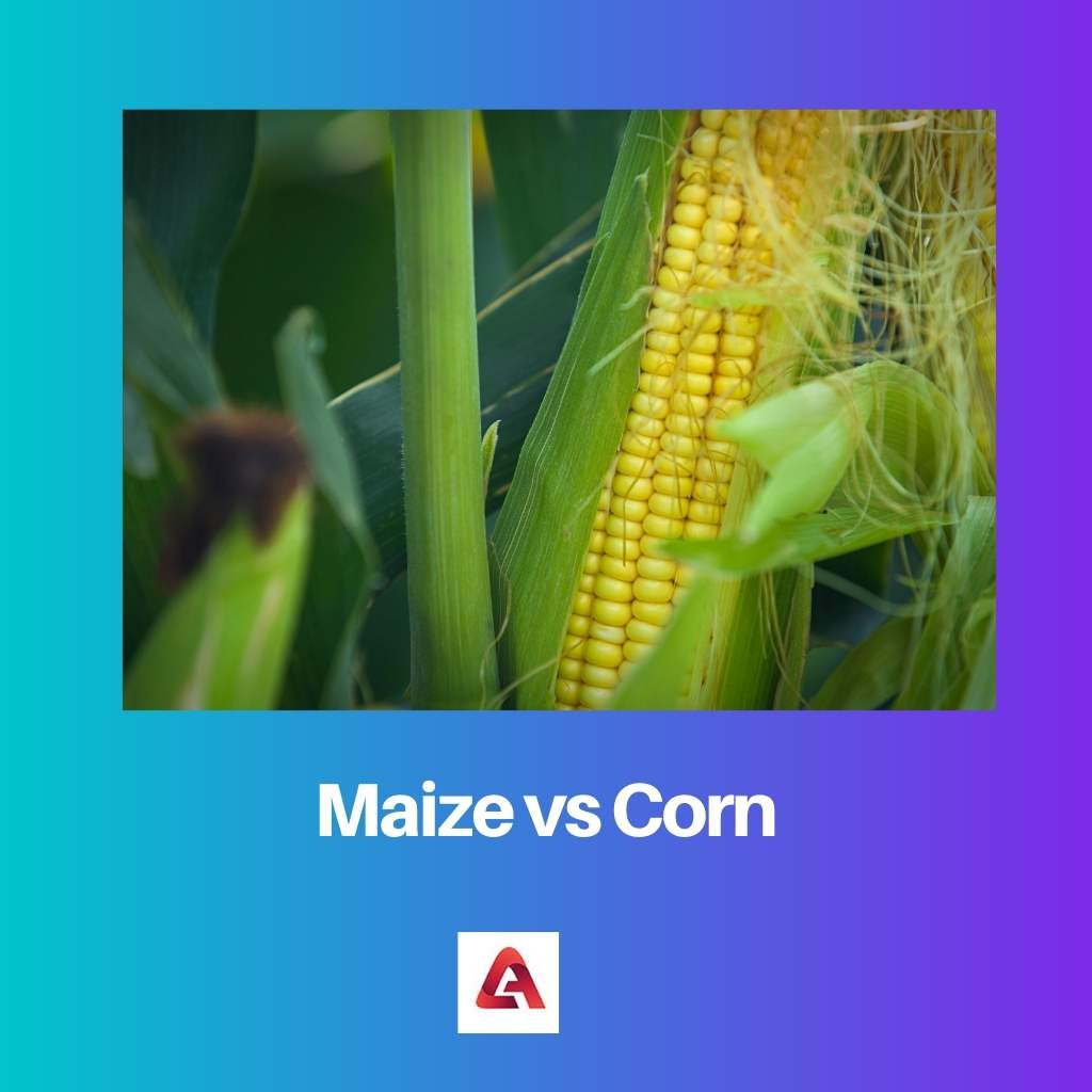 Maïs vs Maïs