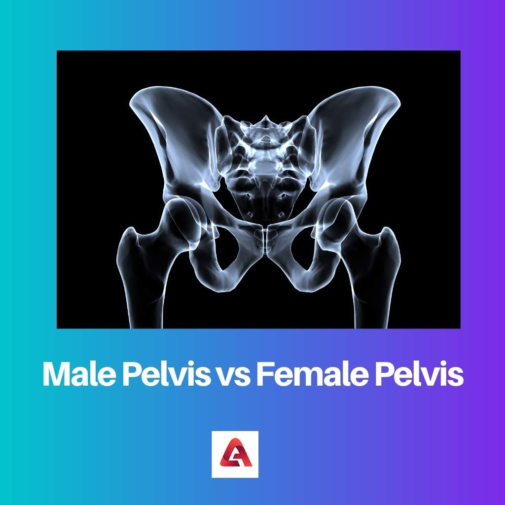 Male Pelvis vs Female Pelvis