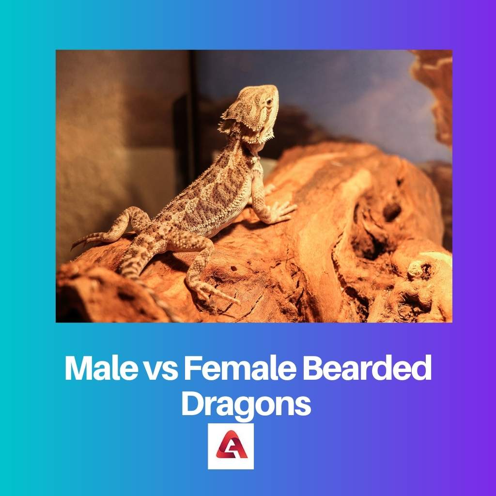 Male vs Female Bearded Dragons