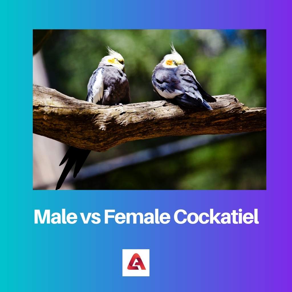 Cockatiel maschio contro femmina