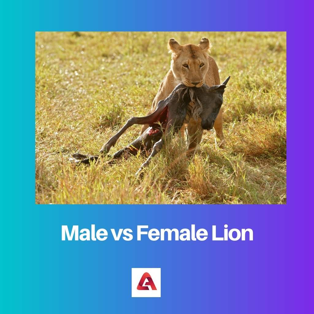 Male vs Female Lion