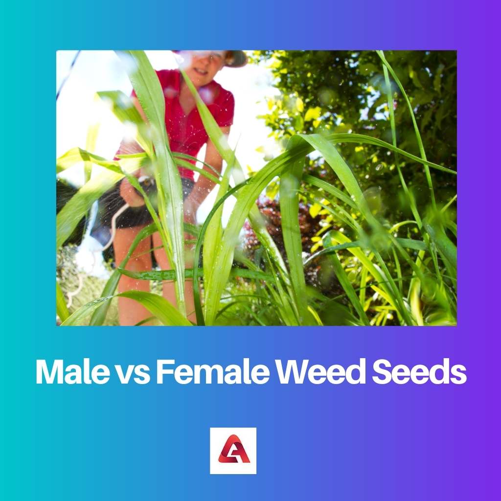 Graines de mauvaises herbes mâles vs femelles