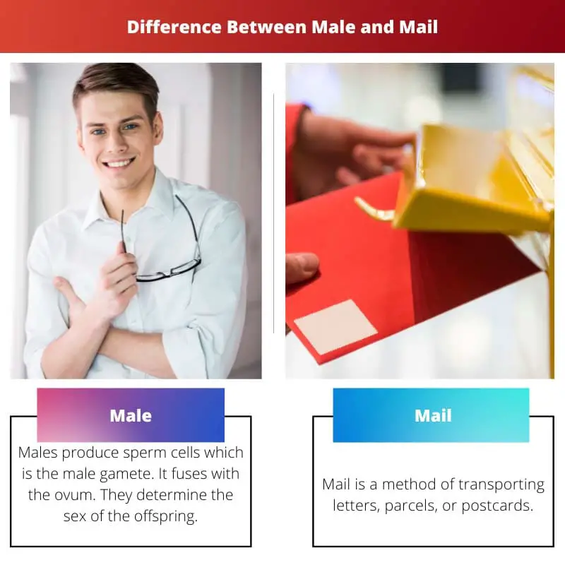 Male vs Mail – Difference Between Male and Mail