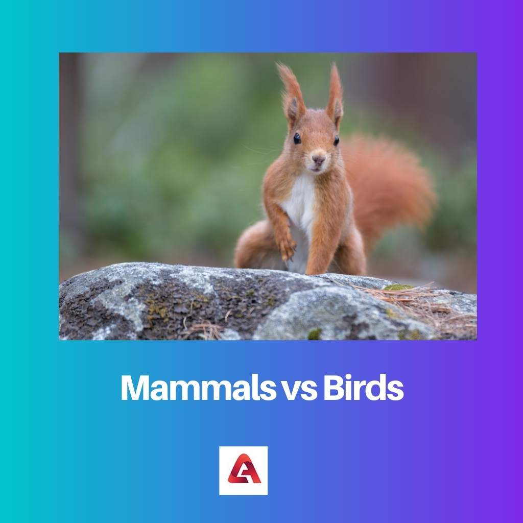Zoogdieren versus vogels