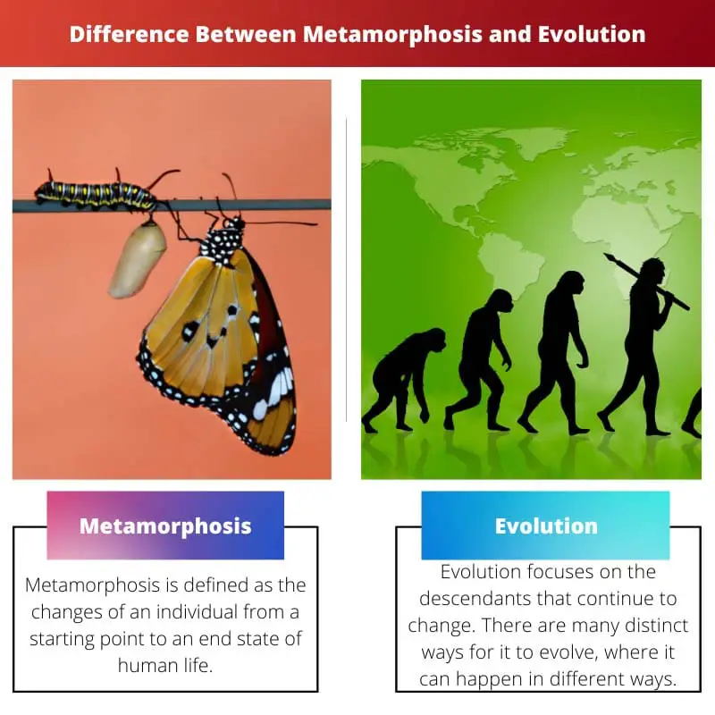 Метаморфоза против эволюции - разница между метаморфозой и эволюцией