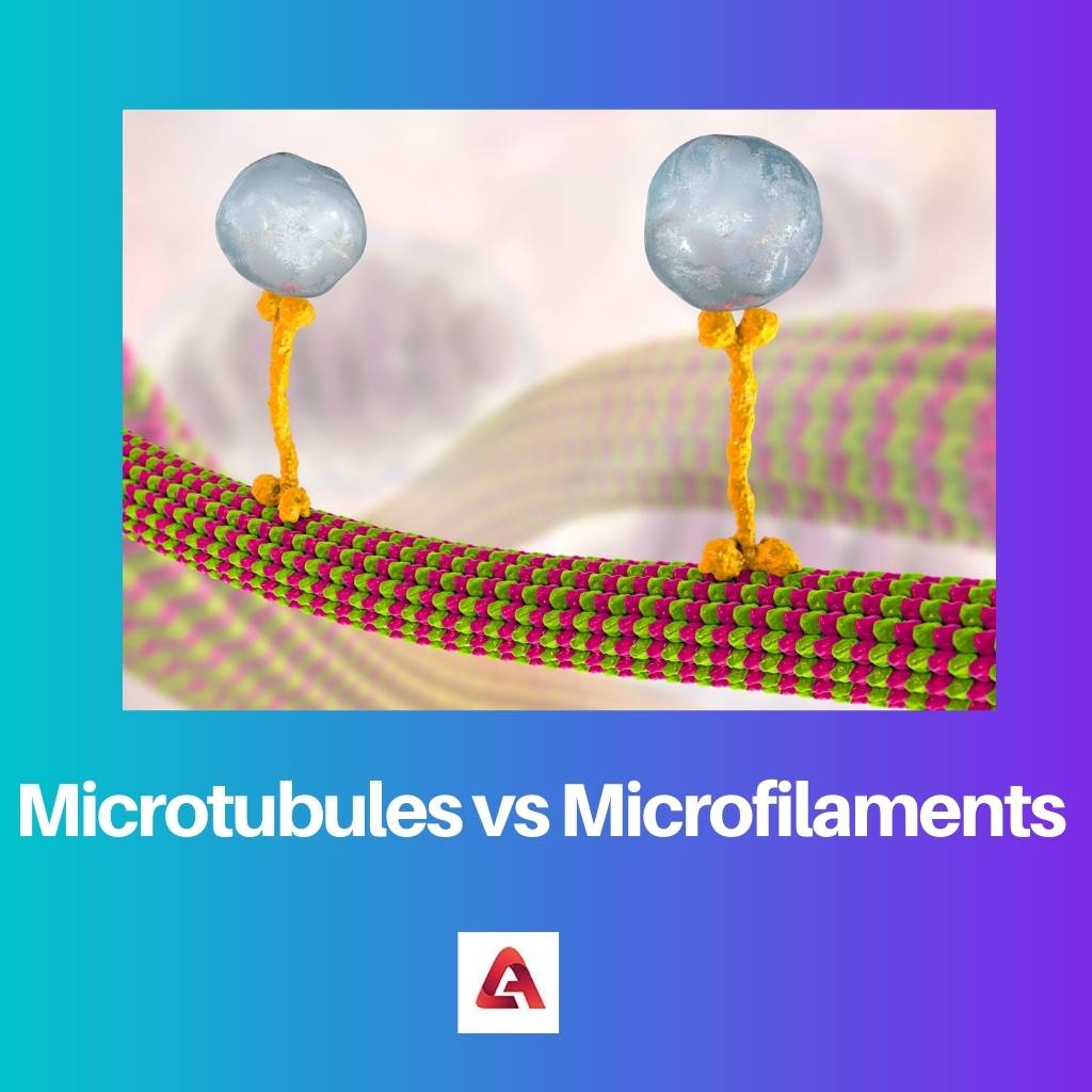 Microtubules vs Microfilaments