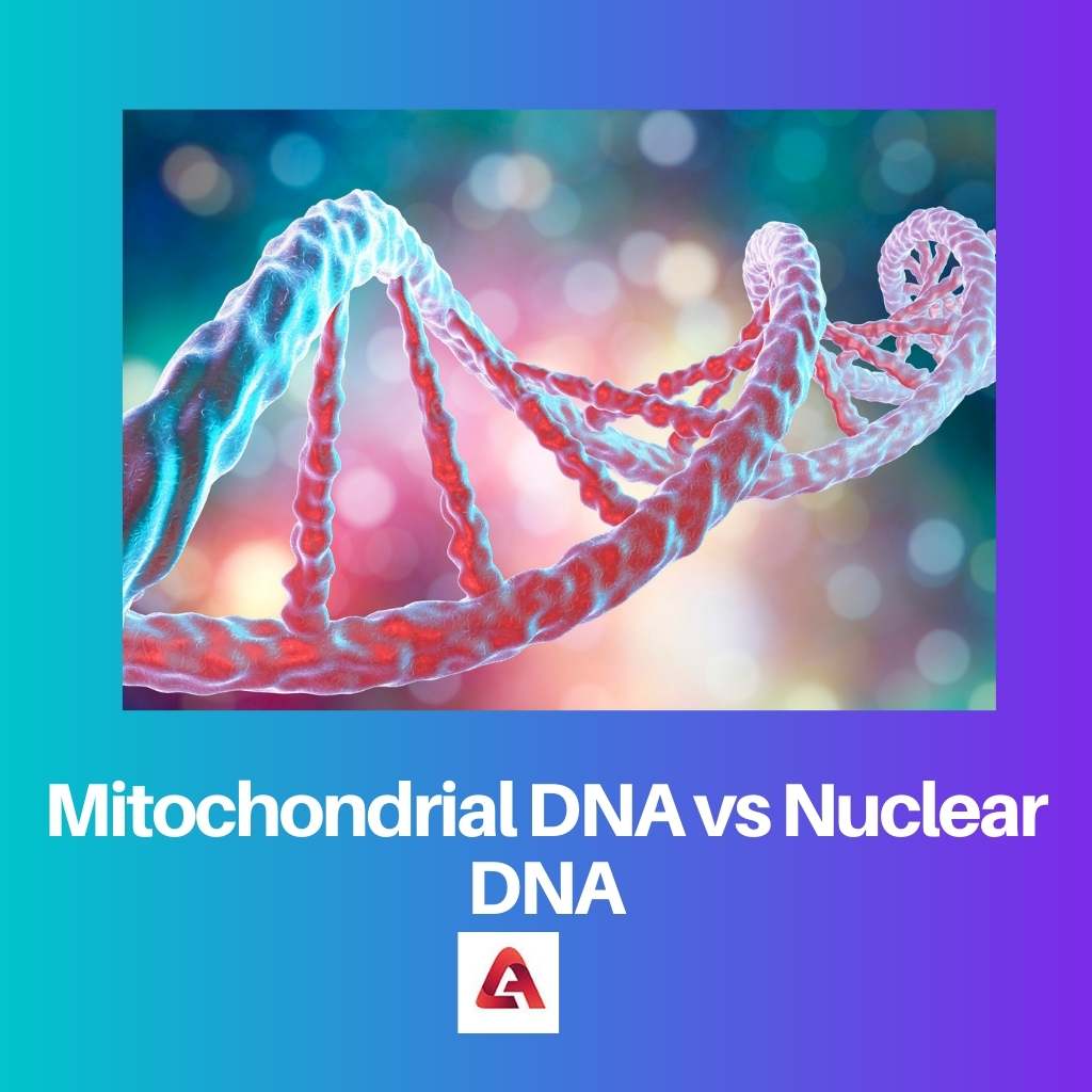 Mitokondriaalinen DNA vs ydin-DNA