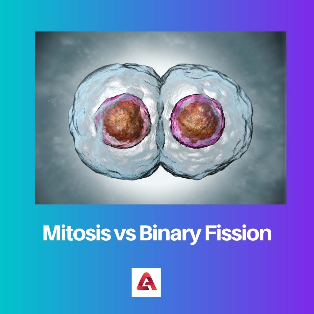 Mitosis vs fisión binaria