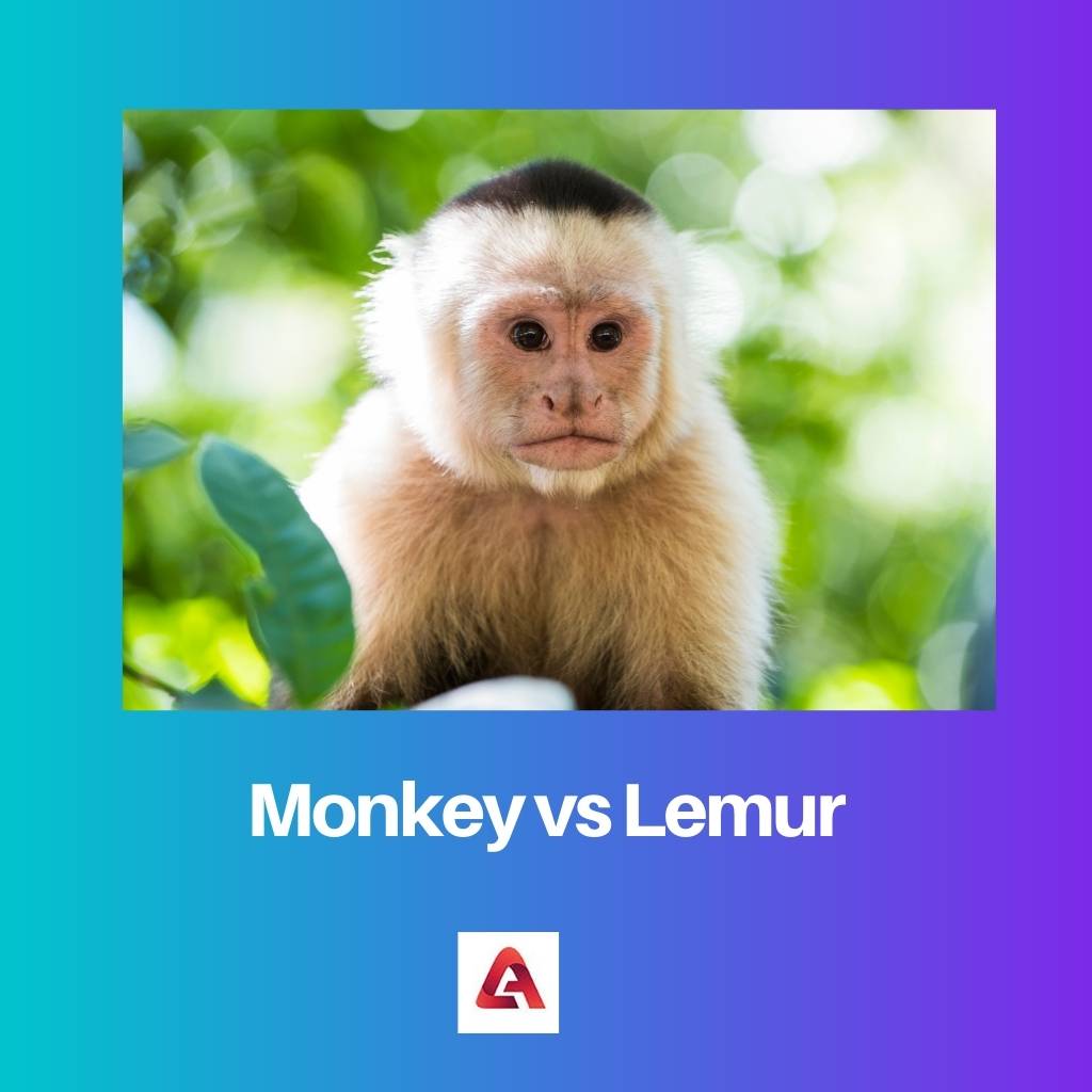 Affe gegen Lemur